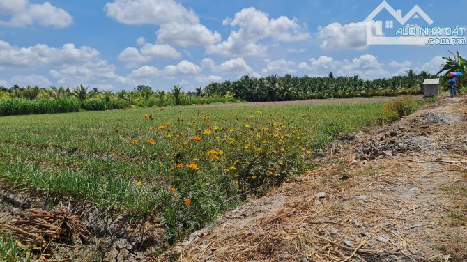 Bán 520m2 đất xã Bình Ninh huyện Chợ Gạo Tiền Giang, 520tr - 5