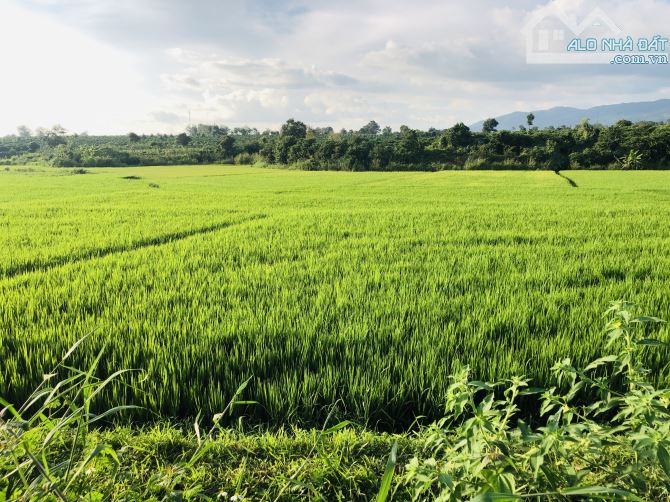 🏕 Sang hơn 1sào5 đất view ruộng hẻm Lê Văn Sỹ