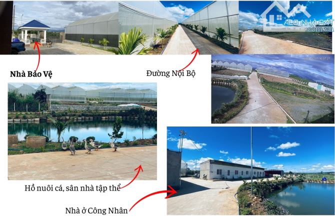 "FARM TIỆN NGHI, 100m MT DT725 NGAY GẦN CHỢ TÂN HỘI Đức Trọng Lâm Đồng - 1