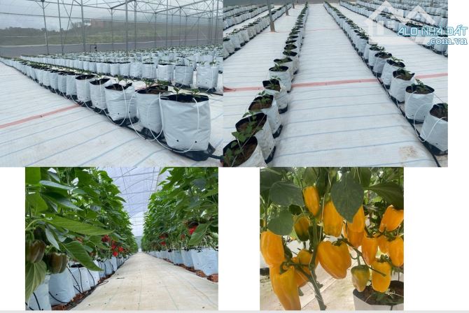 "FARM TIỆN NGHI, 100m MT DT725 NGAY GẦN CHỢ TÂN HỘI Đức Trọng Lâm Đồng - 2