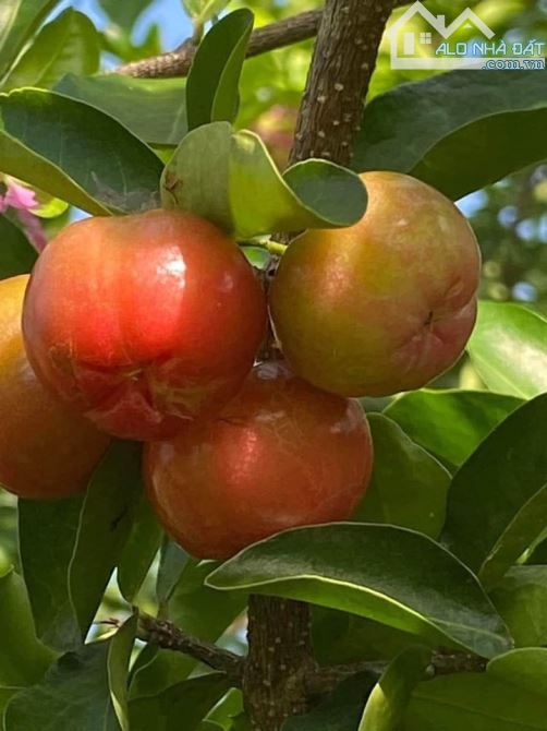BÁN NHÀ VƯỜN ĐẸP TẠI KHU NGHỈ DƯỠNG SUỐI RAO, SẴN THỔ CƯ, CÁCH SUỐI RAO-PHƯỚC TÂN 500M - 4