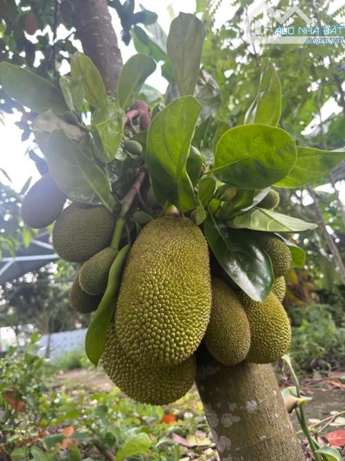 Bán 1.3 sào nhà vườn tại Long Tân Đất Đỏ, tp Bà Rịa chỉ 2ty7 - 2