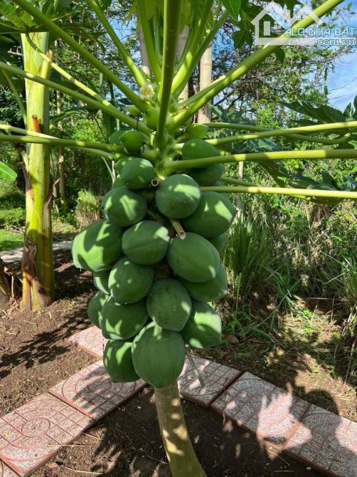 Bán 1.3 sào nhà vườn tại Long Tân Đất Đỏ, tp Bà Rịa chỉ 2ty7 - 3