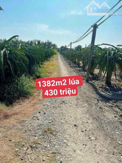 1382m2 đất lúa 430 triệu An Lục Long_Châu thành_Long An rẻ ngộp