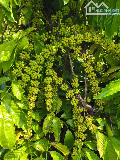 20 ha đất trồng kín Tiêu , Cafe , Sầu Riêng có nguồn thu