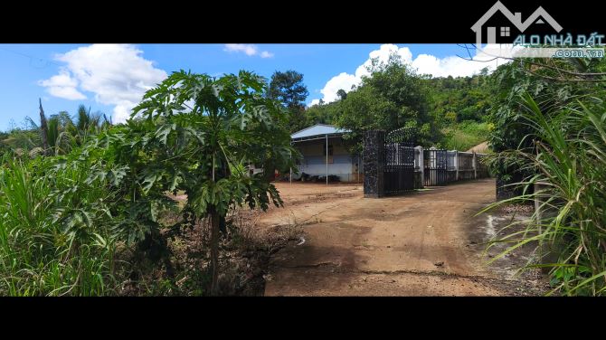 20 ha đất trồng kín Tiêu , Cafe , Sầu Riêng có nguồn thu - 4