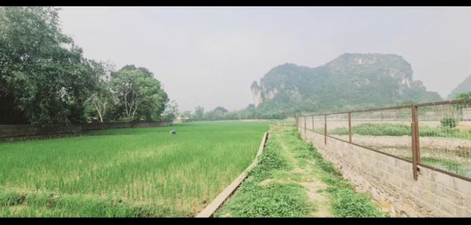 Cần bán 1600m view cánh đồng tuyệt đẹp - 5