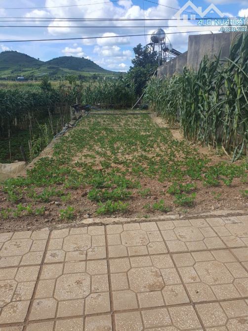 Đất đẹp mặt tiền đường nhựa 724,Phú Hội, Đức Trọng, Lâm Đồng Dt: 5×30 đã trừ lộ giới, toàn