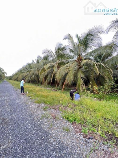 Bán gấp lô góc 2 mặt tiền đang trồng dừa cho trái thu hoạch (giá 1,290 tỷ - 1