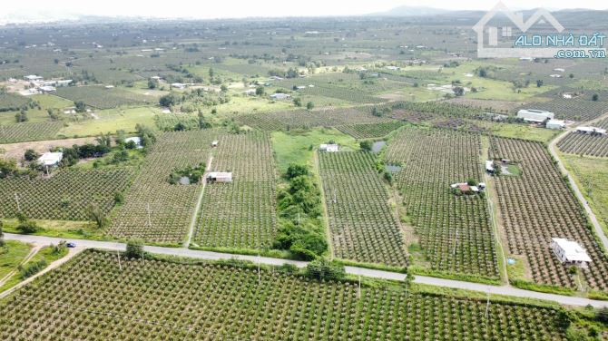 Bán đất Mặt Tiền đường nhựa Hàm Kiệm, gần Nút Giao Cao Tốc Phan Thiết - Dầu Giây - 1