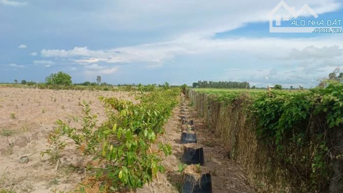 Bán 10 công đất nghỉ dưỡng View sông huyện Vĩnh Thạnh Cần Thơ - 4