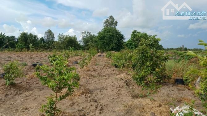 Bán 10 công đất nghỉ dưỡng View sông huyện Vĩnh Thạnh Cần Thơ - 5