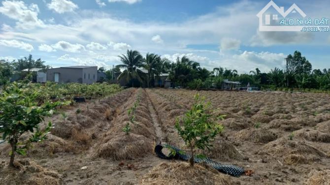 Bán 10 công đất nghỉ dưỡng View sông huyện Vĩnh Thạnh Cần Thơ - 8