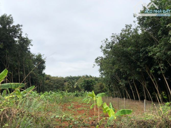 Đất Sào mặt tiền đường nhựa 90 Thuộc Long Phước TP _BR_VT:  _ TDT:1127 m2 ( có 80m2 đất ở - 2