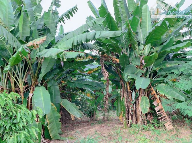 Bán khoảng 4 sào 4 (4435m2) đất Láng Lớn, huyện Châu Đức, BRVT. - 4