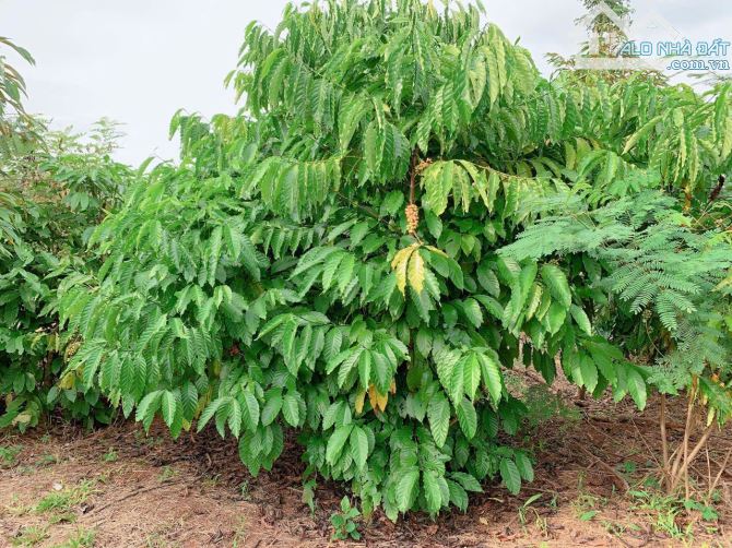 Bán khoảng 4 sào 4 (4435m2) đất Láng Lớn, huyện Châu Đức, BRVT. - 5