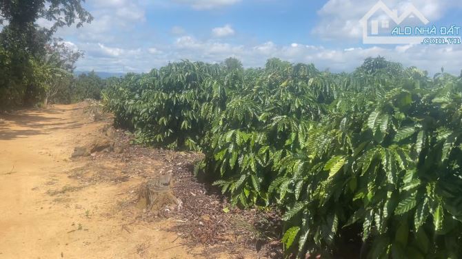Siêu phẩm giáp hồ Ea Knốp 2ha1, 400m2 thổ cư_250 mét mặt tiền_Ngay khu đông dân cư GIÁ RẺ - 4