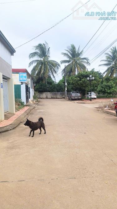 BÁN LÔ ĐẤT ĐẤU GIÁ TRẦN PHÚ, P. THÀNH NHẤT, TP BUÔN MA THUỘT - 1