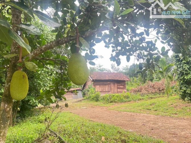 🏳️‍🌈 LÔ ĐẤT CÓ 1-0-2 Ở BUÔN MA THUỘT 🏳️‍🌈 - Diện Tích: 1.8 Ha (185m x 95m) - Pháp Lý: - 3