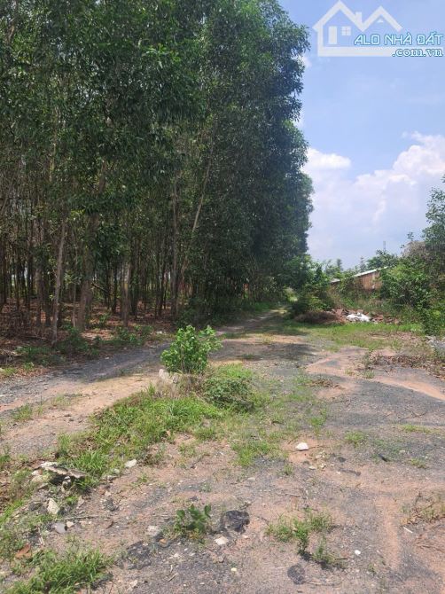 HOT! Đất cách đường Bắc Hòa-Phú Sơn. chỉ 50m. 2000m2 Đối diện khu tdc phú sơn. chỉ 2,5tr/m - 2