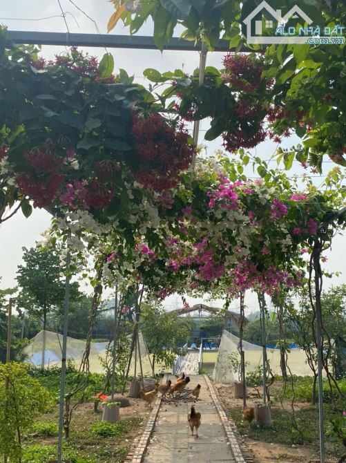 Cần Bán 3000m Nhà Vườn Nông Nghiệp Văn Bình, Sổ Đỏ Chính Chủ Vuông Đẹp_ Giá: 13 Tỷ. - 3