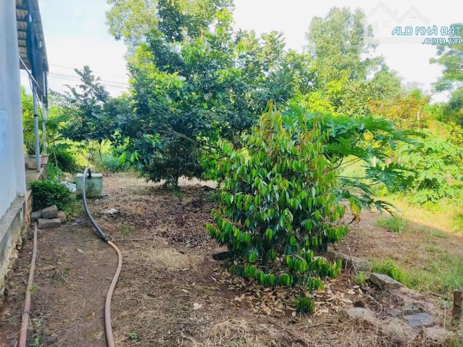 Bán nhà vườn 1288m2 sẵn 40 cây sầu riêng giá chỉ 1tỷ89 tại Hàng Gòn, Long Khánh - 3