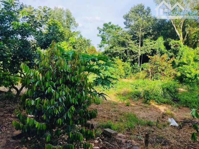 Bán nhà vườn 1288m2 sẵn 40 cây sầu riêng giá chỉ 1tỷ89 tại Hàng Gòn, Long Khánh - 4