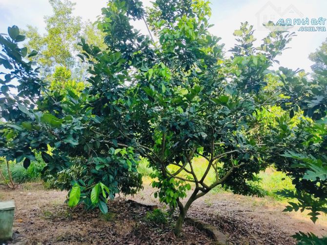 Bán nhà vườn 1288m2 sẵn 40 cây sầu riêng giá chỉ 1tỷ89 tại Hàng Gòn, Long Khánh - 5