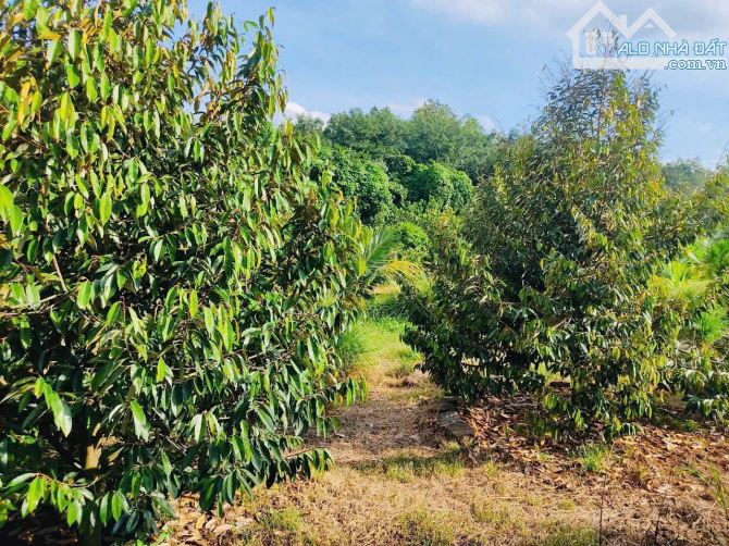 Bán nhà vườn 1288m2 sẵn 40 cây sầu riêng giá chỉ 1tỷ89 tại Hàng Gòn, Long Khánh - 6