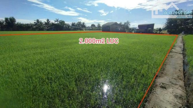 2000m2 lúa giá 660 triệu Đức Tân _ Tân trụ Long An rẽ ngộp - 2