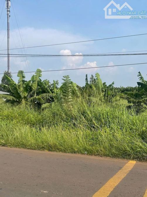 Cần bán gấp đất mặt tiền đường Nguyễn Hoàng xã Thanh Bình Trảng Bom - 4