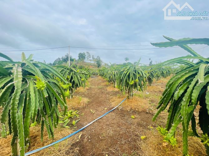 BÁN VƯỜN THANH LONG 4.500M2, CÁCH ĐƯỜNG XUÂN SƠN-ĐÁ BẠC CHỈ 1.5KM, GIÁ CHỈ 580TR/1000M2 - 5