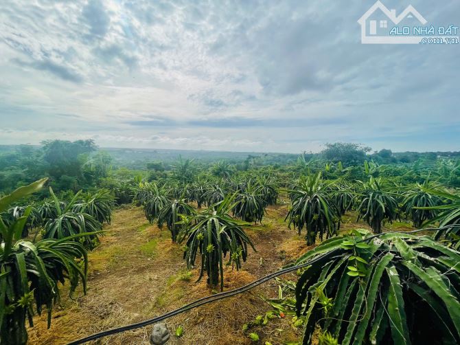 BÁN VƯỜN THANH LONG 4.500M2, CÁCH ĐƯỜNG XUÂN SƠN-ĐÁ BẠC CHỈ 1.5KM, GIÁ CHỈ 580TR/1000M2 - 15