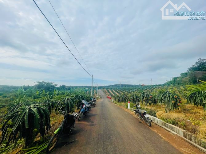 BÁN VƯỜN THANH LONG 4.500M2, CÁCH ĐƯỜNG XUÂN SƠN-ĐÁ BẠC CHỈ 1.5KM, GIÁ CHỈ 580TR/1000M2 - 6