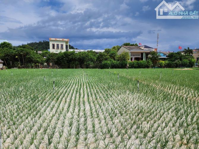 Bán đất trồng cây hàng năm tại đảo Lý Sơn, Quảng Ngãi giá siêu rẻ. - 1