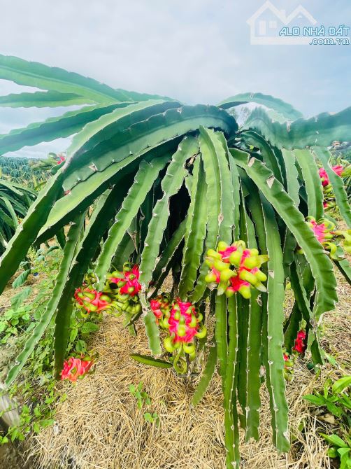 BÁN VƯỜN THANH LONG 4.500M2, CÁCH ĐƯỜNG XUÂN SƠN-ĐÁ BẠC CHỈ 1.5KM, GIÁ CHỈ 580TR/1000M2 - 9