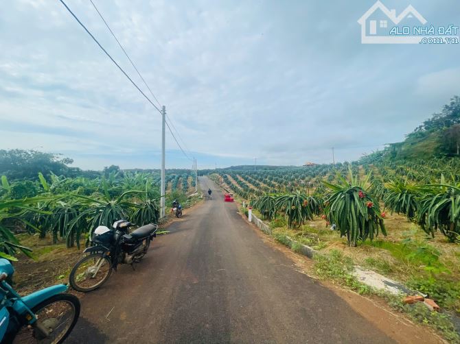 BÁN VƯỜN THANH LONG 4.500M2, CÁCH ĐƯỜNG XUÂN SƠN-ĐÁ BẠC CHỈ 1.5KM, GIÁ CHỈ 580TR/1000M2 - 12