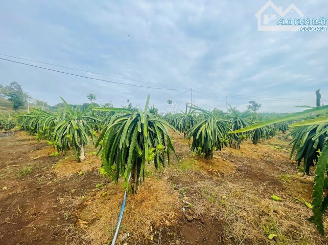 BÁN VƯỜN THANH LONG 4.500M2, CÁCH ĐƯỜNG XUÂN SƠN-ĐÁ BẠC CHỈ 1.5KM, GIÁ CHỈ 580TR/1000M2 - 14