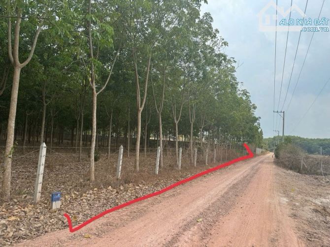 11000m2 đất nhà xưởng.  Bán Ngộp 12 tỷ Bàu Bàng, Bình Dương - 2