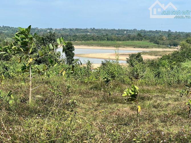 Cần bán 1ha viu sông sêrepok phù hợp làm homtay (chỉ 300tr/sào) - 1
