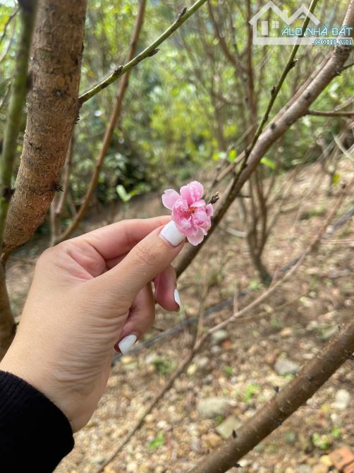 Bán gấp 3900M_400M đất ở đô thị_cách cao tốc 700M_Đà Bắc Hoà Bình_1,x tỷ - 4