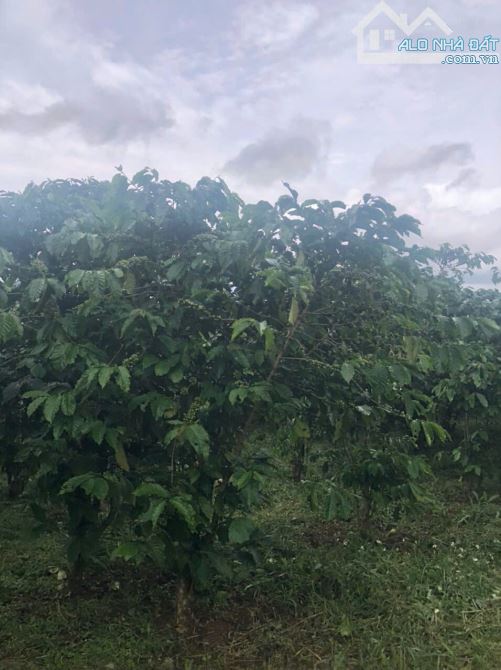 Bán gấp 3,5 sào cafe hẻm Cao Bá Quát phường Lộc Phát Tp Bảo Lộc - 7