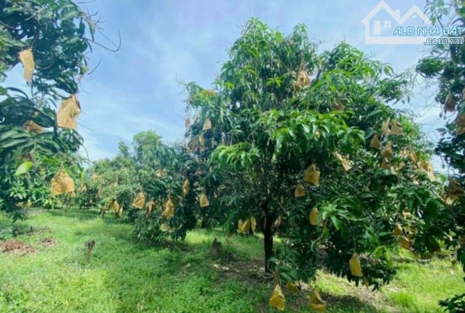 Cần bán 5300m2 đất full hồng, đường ô tô, ngang 50m, nở hậu, viêw hồ Trị An. - 1