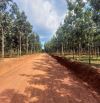 THANH LÝ LÔ ĐẤT CLN PHỦ HỒNG 1077M2, GIÁ 550TR SANG TÊN, SÁT KCN LONG TÂN