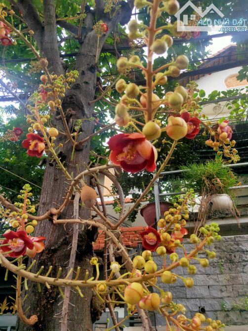 Bán nhà 5.2*23m khu biệt thự 88 căn, Dương Quảng Hàm, P6, GV,t giá 15 tỷ tl - 4