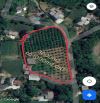 BÁN 3000M CÓ 1000M THỔ CƯ TẶNG FULL VƯỜN BƯỞI  DIỄN  GIÁ CHỈ NHỈNH 2TR/,M