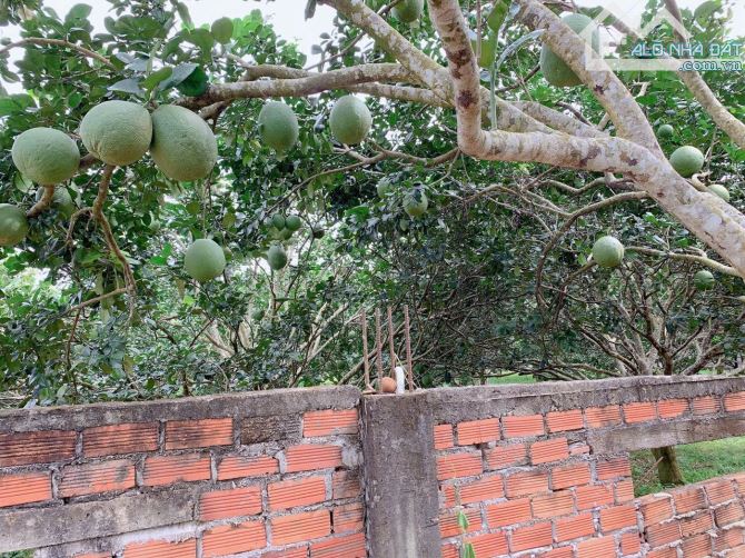 Bán khoảng 1 sào (1009m2) đất Láng Lớn, huyện Châu Đức, BRVT. - 2