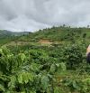 Bán 3000 vườn cà phê view bao đẹp giá tốt tại Bảo Lâm Bảo Lộc