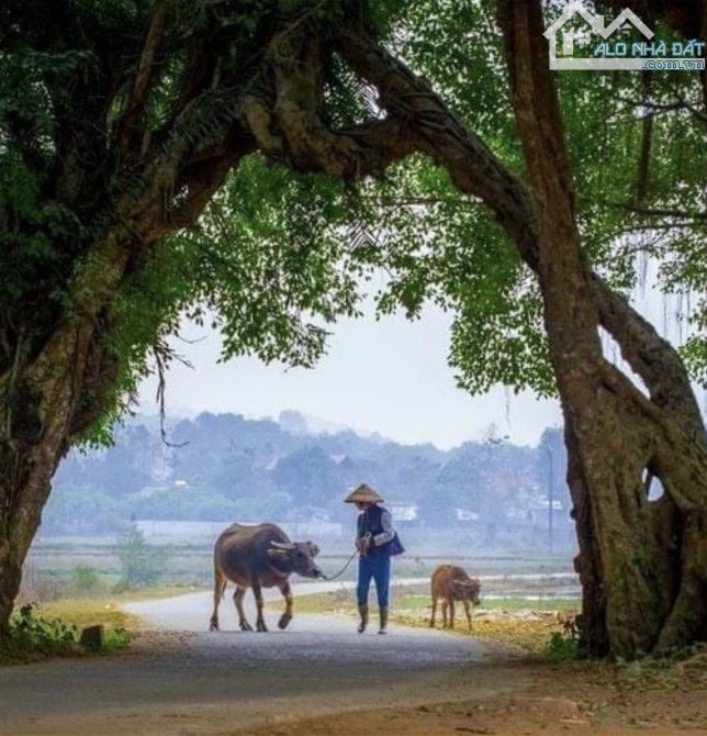 Bán nhanh lô đất 1300m 100m thông cư view cánh đồng thơ mộng - 4