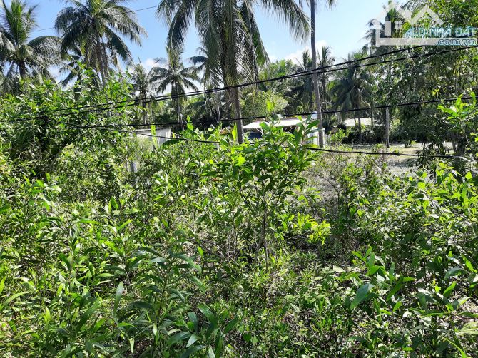 Bán đất mặt đường ở xã xuân lộc, tĩnh Đăk Lăk - 2